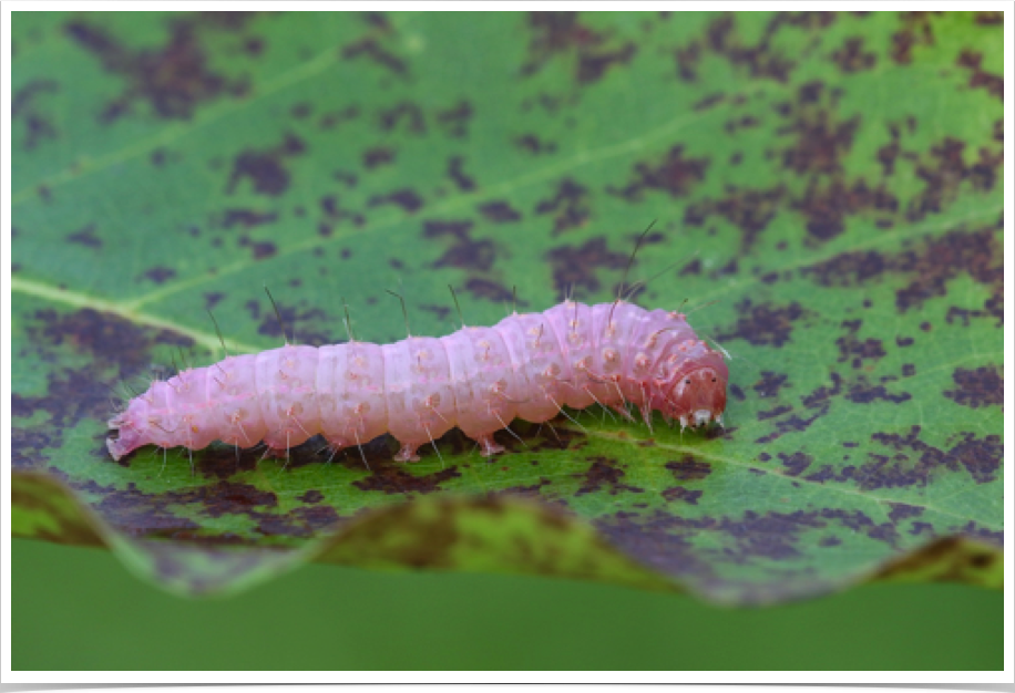 Polygrammate hebraeicum
The Hebrew (prepupal final instar)
Clay County, Alabama